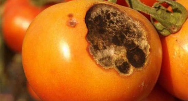 Příčiny a léčba alternaria rajčat